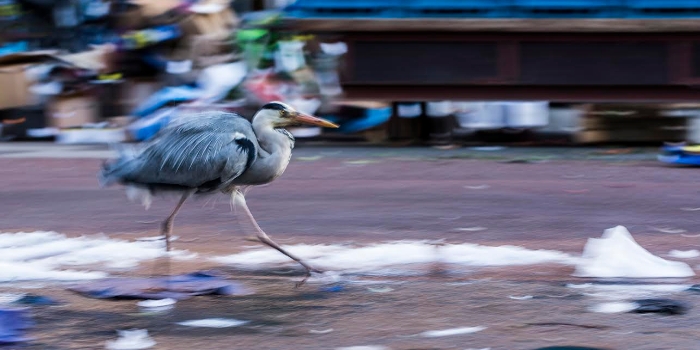 Beeld uit de wilde stad, een reiger loopt over straat