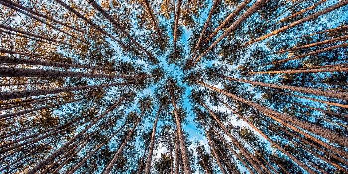 foto van hoge bomen met blauwe lucht, onderaanzicht