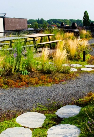 Green roof top in Amsterdam, research Resilio, HvA