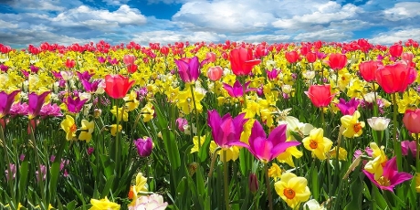 Een bloemenveld dat doet denken aan de lente